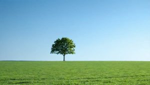 Minimalist photograph showcasing a solitary tree against a vast stretch of clear blue sky, demonstrating the theme of simplicity and the use of negative space in minimalist photography.