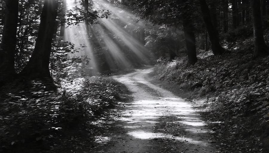 Black and white landscape photograph of a forest with a winding pathway. Sunlight streams through the trees, creating a play of light and shadow on the ground, emphasizing the textures of the tree bark and leaves.